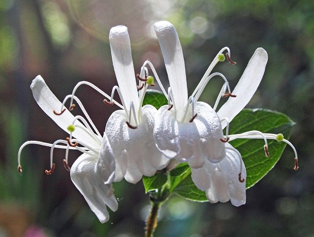 How To Design A White Garden - White Honeysuckle