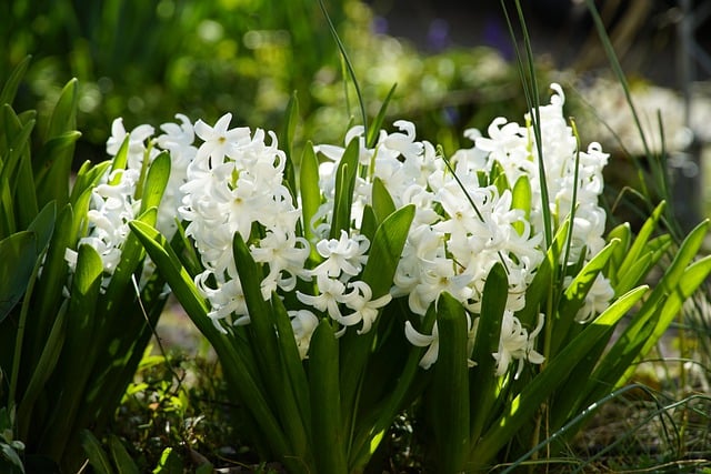 How To Design A White Garden - White Hyacinth