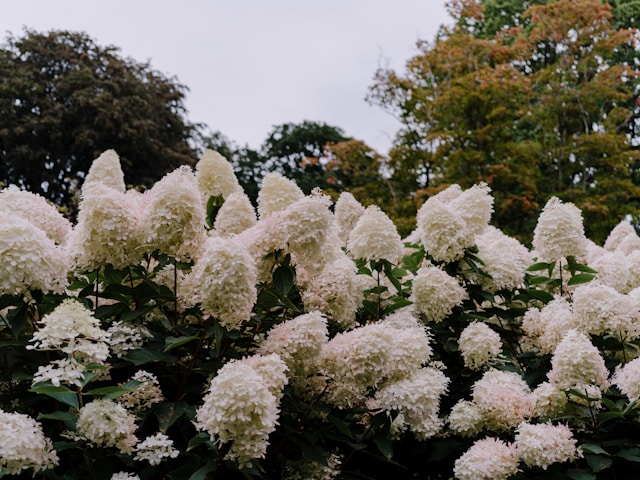 How To Design A White Garden - White Hydrangea Annabelle