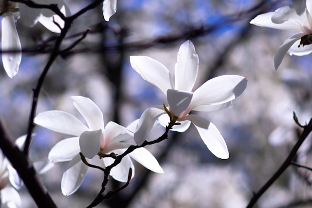 How To Design A White Garden - White Magnolia Flower