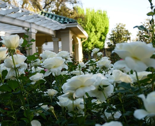 How To Design A White Garden - White Roses