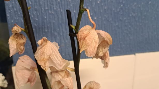 How To Revive A Dying Orchid - Check The Flowers
