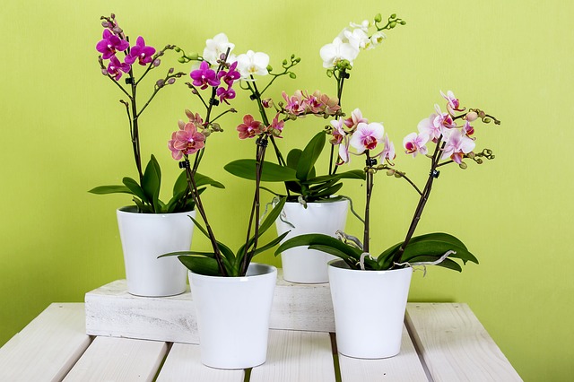 How To Revive A Dying Orchid - Orchids In Pots