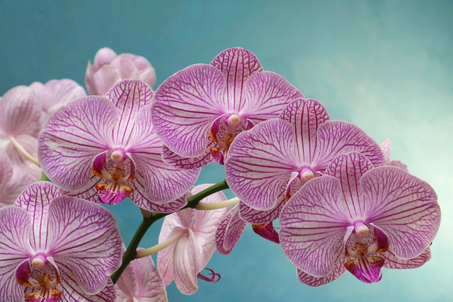 How To Revive A Dying Orchid - Pink Orchid Flowers
