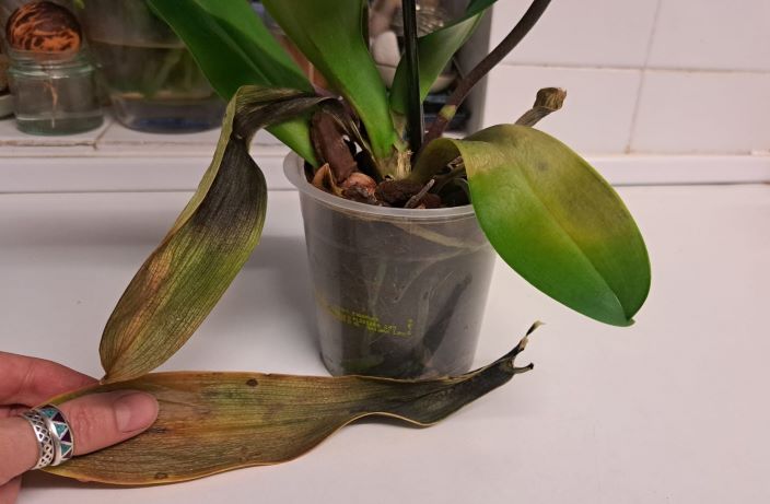 How To Revive A Dying Orchid - Remove Decaying Leaves
