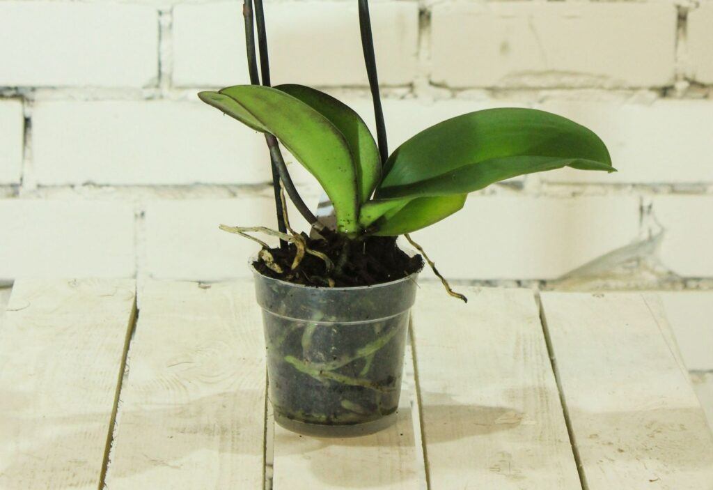 How To Revive A Dying Orchid - Use The Correct Pot