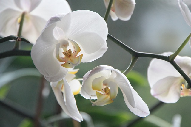 How To Revive A Dying Orchid - White Orchid Flowers