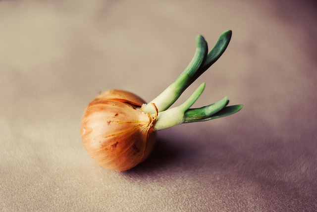 How To Grow Onions And Shallots From Sets - A Sprouting Onion