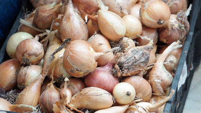 How To Grow Onions And Shallots From Sets - Check The Condition