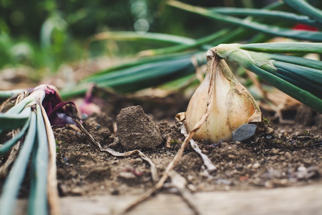 How To Grow Onions And Shallots From Sets - Harvest When The Leaves Flop Over