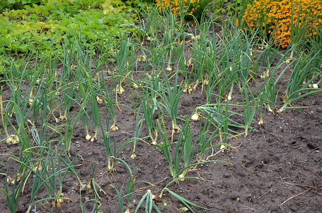 How To Grow Onions And Shallots From Sets - Onion Plants In A Garden