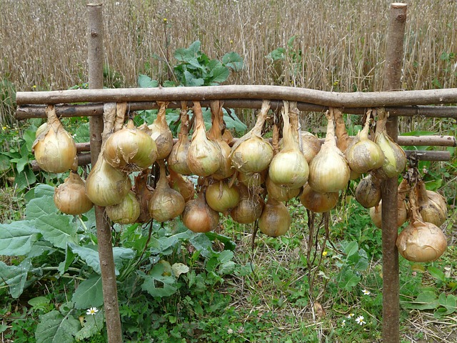 How To Grow Onions And Shallots From Sets - Onions Drying Outside