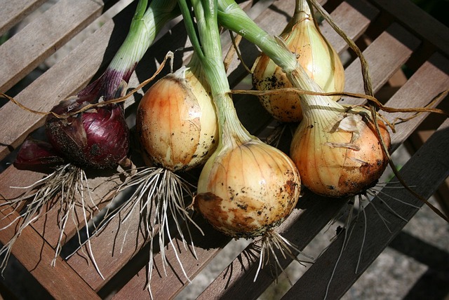 How To Grow Onions And Shallots From Sets - Onions Grown Organically