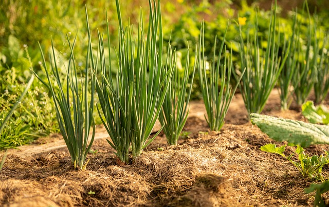 How To Grow Onions And Shallots From Sets - Rows Of Onion Plants