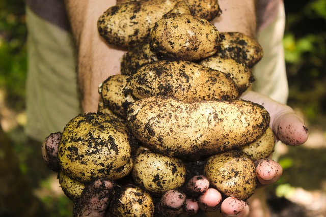How To Grow Potatoes From Seed Potatoes - Fresh Potatoes