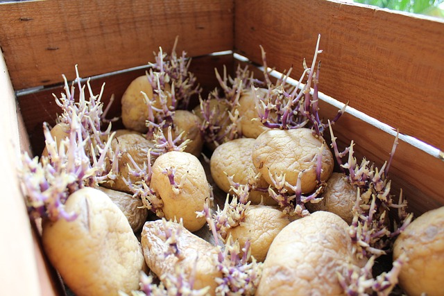 How To Grow Potatoes From Seed Potatoes - Potatoes Forming Sprouts