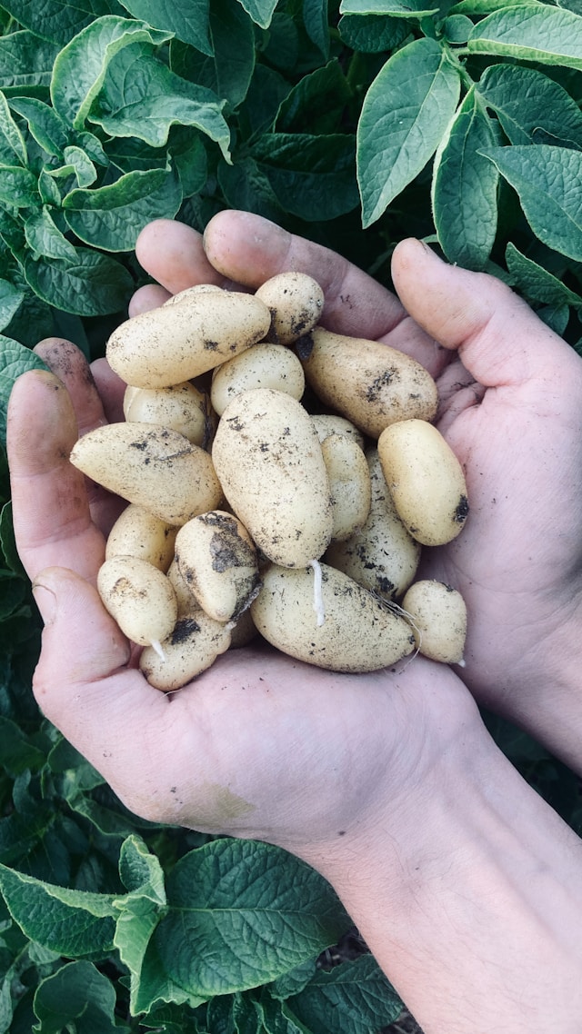How To Grow Potatoes From Seed Potatoes - Potatoes From A Potato Plant