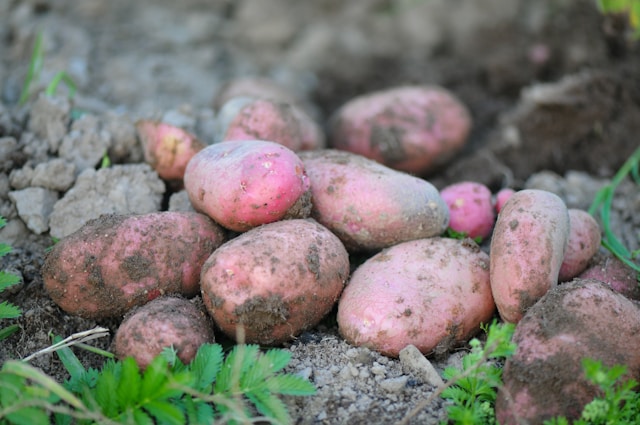 How To Grow Potatoes From Seed Potatoes - Red Potatoes