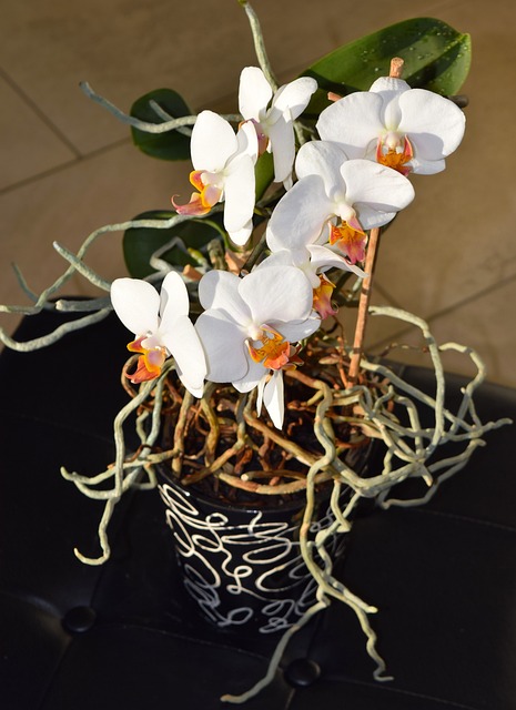 Orchid Care For Beginners - Aerial Roots