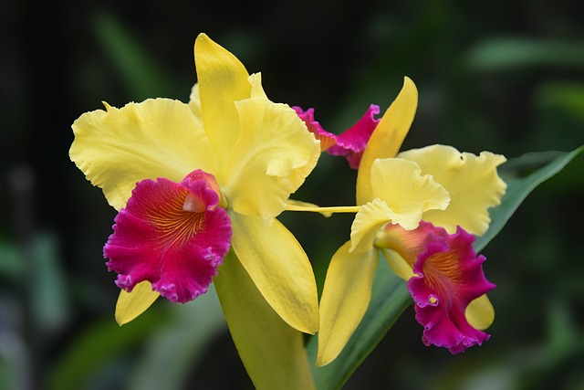 Orchid Care For Beginners - Cattleya Orchid