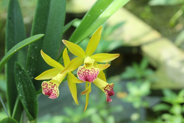 Orchid Care For Beginners - Dendrobium Orchid