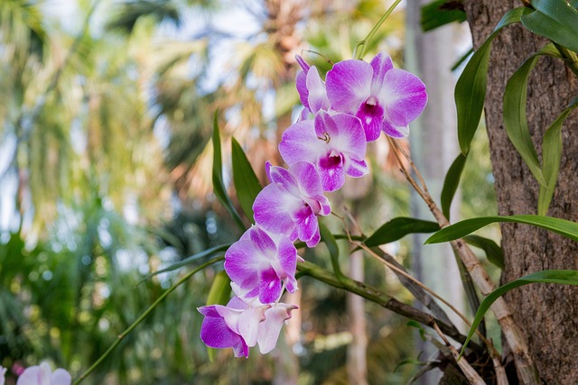 Orchid Care For Beginners - Epiphytes