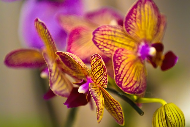 Orchid Care For Beginners - Orange And Pink Orchids