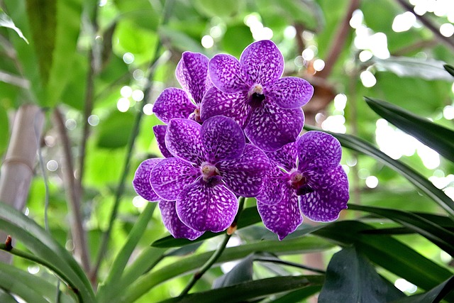 Orchid Care For Beginners - Orchid Living In Tree