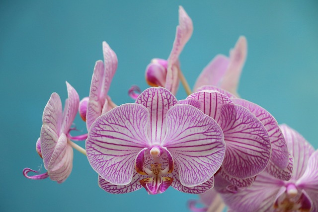 Orchid Care For Beginners - Pale Pink Orchid