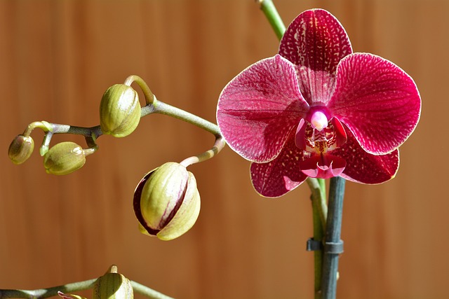 Orchid Care For Beginners - Phalaenopsis Orchids