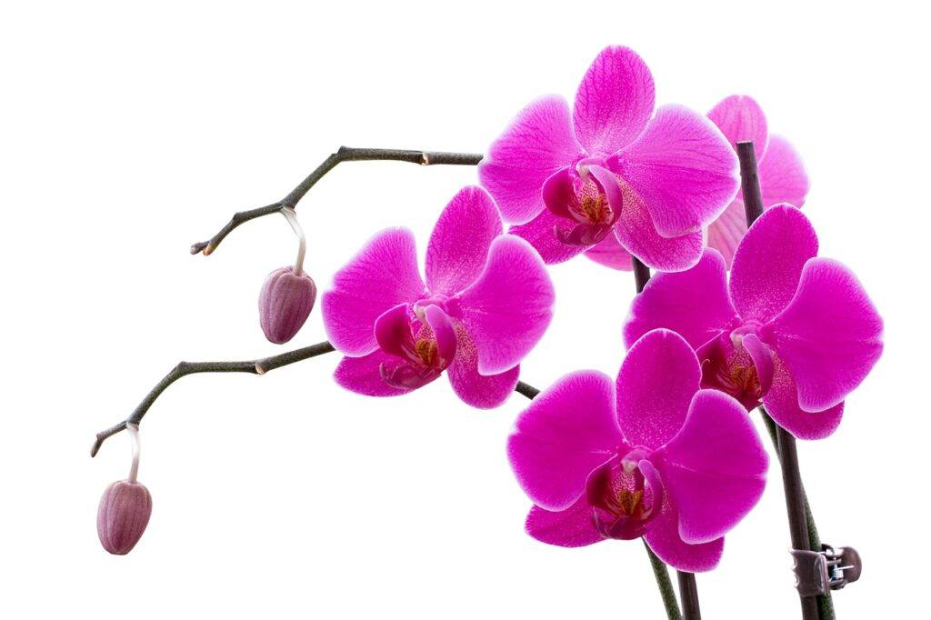 Orchid Care For Beginners - Pink Orchid