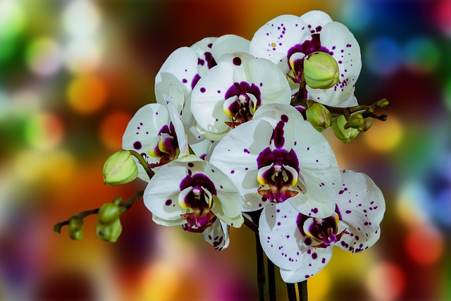 Orchid Care For Beginners - White And Purple Orchid