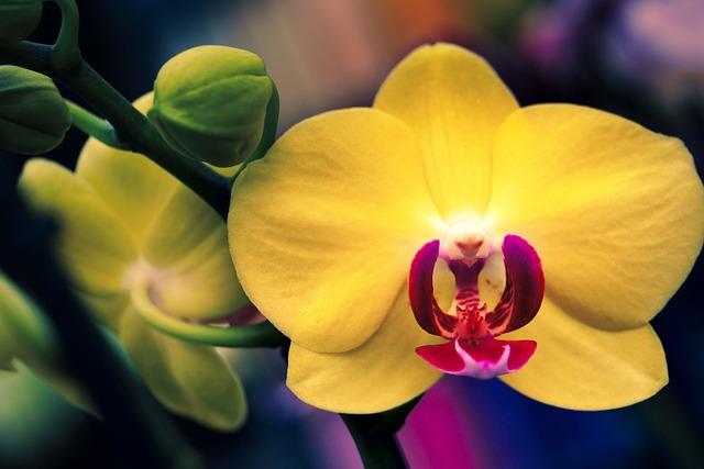 Orchid Care For Beginners - Yellow Orchid
